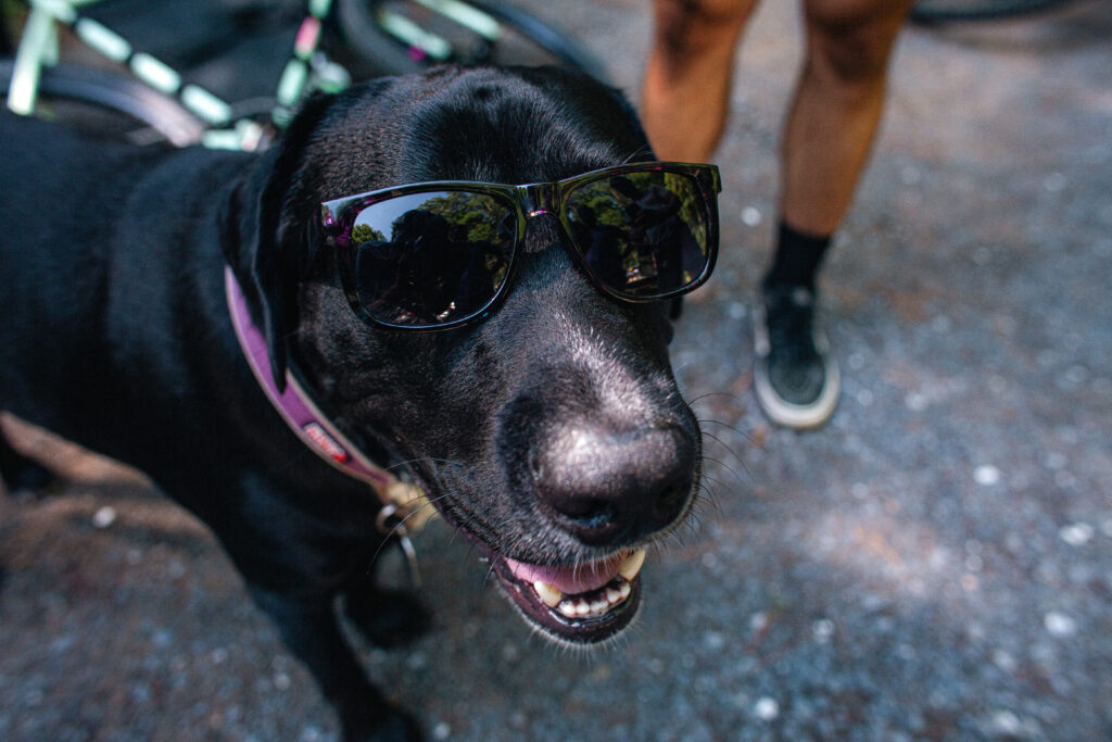 A black dog wearing cool sunglasses.