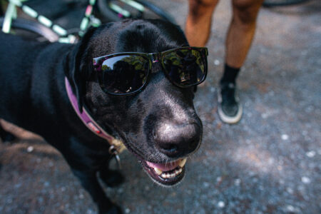 A black dog wearing cool sunglasses.